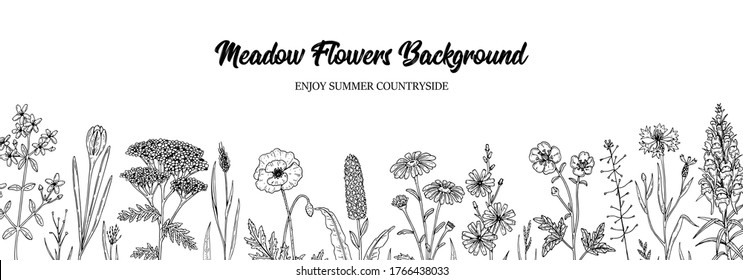 Horizontal wild flowers vintage background. Hand drawn herbal summer design in sketch style. Vector illustration