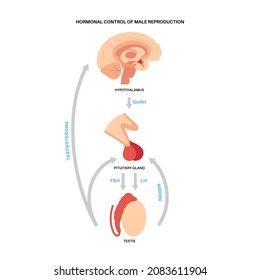 Hormonal control of male reproduction. Brain and testicle anatomy. Connection with testis and pituitary gland. Pathway of testosterone and inhibin from hypothalamus to testis flat vector illustration.