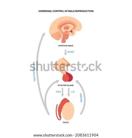 Hormonal control of male reproduction. Brain and testicle anatomy. Connection with testis and pituitary gland. Pathway of testosterone and inhibin from hypothalamus to testis flat vector illustration. Stock photo © 