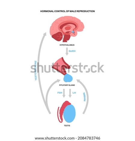 Hormonal control of male reproduction. Brain and testicle anatomy. Connection with testis and pituitary gland. Pathway of testosterone and inhibin from hypothalamus to testis flat vector illustration. Stock photo © 