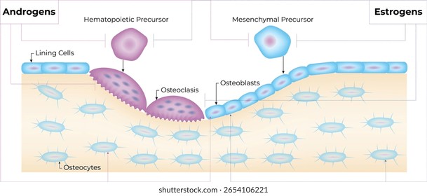 Regulación hormonal de la remodelación ósea