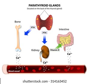 Hormonal Regulation of Calcium. Parathyroid hormone. Human endocrine system