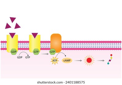 hormone, receptor, endocrine, cell, steroid, membrane, nonsteroid, protein, activation, enzyme, g, gpcr, coupled, amp, transduction, insulin, thyroid, diabetes, mellitus, biology, gene, signal, pathwa