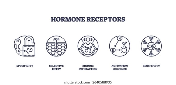 Hormone receptors icons illustrate specificity, selective entry, and binding interaction, showing how hormones interact with cell receptors. Outline icons set
