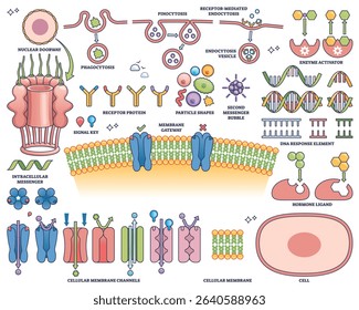 Hormone receptors are illustrated with membrane channels, DNA response elements, and signaling molecules, showing cellular communication. Outline style collection