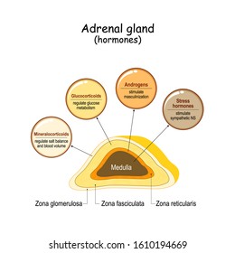 what hormones are in adrenal gland