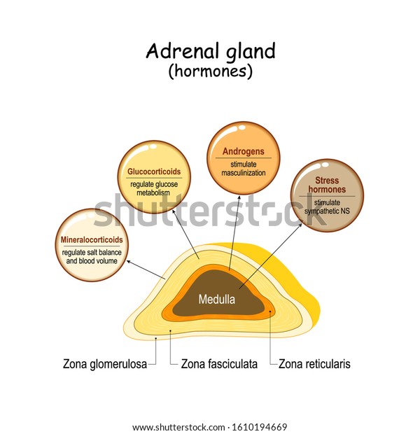 hormones released by adrenal gland