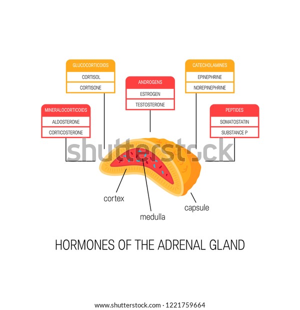 adrenal glands secrete what hormones