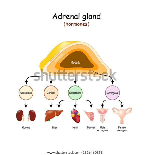 Hormones Adrenal Glands Internal Organstargets Androgens Stock Vector Royalty Free 1816460858 