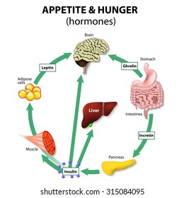 Hormones appetite & hunger. Human endocrine system. Incretin, ghrelin, leptin and insulin