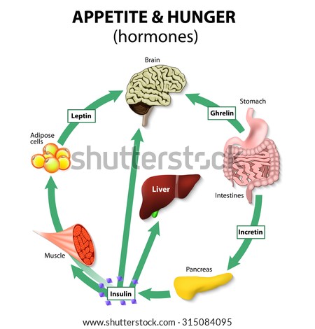 Hormones Appetite Hunger Human Endocrine System Stock Vector (Royalty