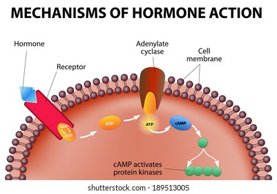 Hormone binden sich an Rezeptoren auf der Plasmaspiegel. Das Hormon selbst ist der erste Bote. Die Bindung an die Rezeptoren aktiviert einen zweiten Botenstoff innerhalb der Zelle (verursacht intrazelluläre Effekte).