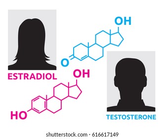 Hormones - estradiol and testosterone