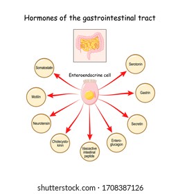 Hormones Of The Gastrointestinal Tract And Enteroendocrine Cell. Enterocyte. Human Endocrine System. Vector Illustration For Medical, Education And Science Use.