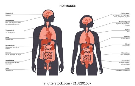 Hormone im menschlichen Körper. Endokrine Systeme. Nebennierendrüsen, Schilddrüse, Nebenschilddrüse, Hoden und Bauchspeicheldrüse in männlicher und weiblicher Silhouette. Ananas- und Hirndrüsen in der Vektorgrafik des Gehirns.