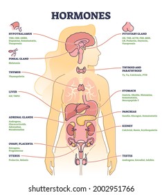 Hormones with human body organs and labeled chemical titles outline diagram. Medical glands location and collection with inner thymus, adrenal, uterus, pancreas and thyroid parts vector illustration.