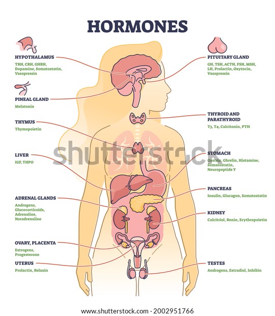 Hormones with human body organs and labeled\
chemical titles outline diagram. Medical glands location and\
collection with inner thymus, adrenal, uterus, pancreas and thyroid\
parts vector\
illustration.