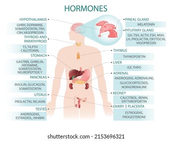 Hormones of the human body. Vector illustration.