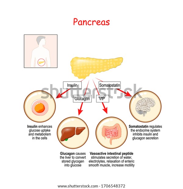 Hormones Pancreas Gland Human Organs That Stock Vector (Royalty Free ...