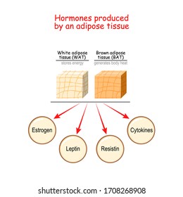 Hormones Produced By Adipocytes. Brown Adipose Tissue (BAT) And White Adipose Tissue (WAT). Cytokines, Resistin, Leptin, And Estrogen. Human Endocrine System. Vector Illustration For Medical Use.