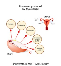 Hormones produced by the ovaries. Human endocrine system. Estrogen, Progesterone, Testosterone, Anti-Mullerian hormone (AMH) and Inhibin. Vector illustration for medical, education and science use