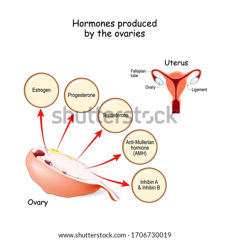 Hormones produced by the ovaries. Human endocrine system. Estrogen, Progesterone, Testosterone, Anti-Mullerian hormone (AMH) and Inhibin. Vector illustration for medical, education and science use Stock photo © 
