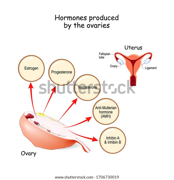 Hormones produced by the ovaries. Human endocrine
system. Estrogen, Progesterone, Testosterone, Anti-Mullerian
hormone (AMH) and Inhibin. Vector illustration for medical,
education and science
use