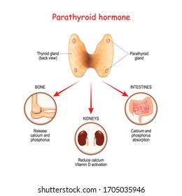 Hormones produced by the parathyroid gland. Parathyroid hormone (PTH). Hormones produced by the parathyroid gland. Parathyroid hormone (PTH).
