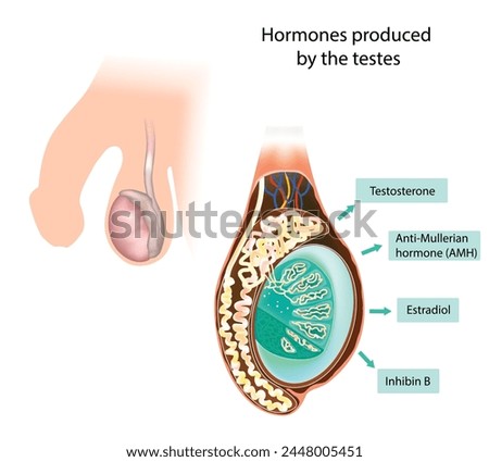 Hormones produced by the testes. Inhibin B, Testosterone, Anti-Mullerian hormone (AMH), Estradiol Stock photo © 