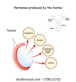 Hormones produced by the testes (testicle). Human endocrine system. Estradiol, Testosterone, Anti-Mullerian hormone (AMH) and Inhibin. Vector illustration for medical, education and science use