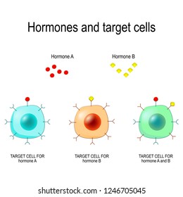 Hormones, Receptors and Target Cells. each type of hormone is designed only certain cells. These cells will have receptors on them that are specific for a certain hormone. Vector illustration