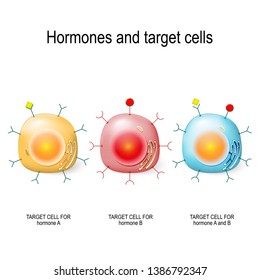 Hormones, Receptors and Target Cells. each type of hormone is designed only certain cells. These cells will have receptors on them that are specific for a certain hormone. Vector illustratio