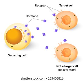 Hormones, receptors and target cells. each type of hormone is designed only certain cells. These cells will have receptors on them that are specific for a certain hormone. vector diagram