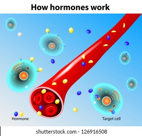 Hormones work. Vector. When a hormone outside of a capillary, it can act on a target cell. A steroid hormone is capable of crossing through the cell membrane.