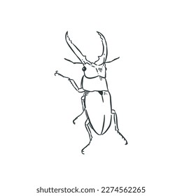 Horn beetle sketch vector. outline art isolated on white background.