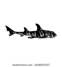 Vector de dibujo a mano de tiburón de cuerno aislado sobre fondo blanco.