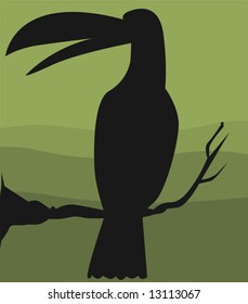 hornbill	