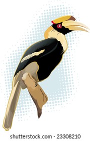 Hornbill Bird 