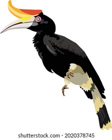 Hornbill Bird Animal Vector Illustration