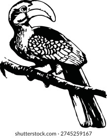 Hornbill Bird Vector Illustration African Wildbird Silhouette Clipart Design