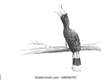 Hornbill in Drawing Style vector
