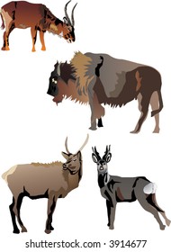 horned animals collection isolated on white background