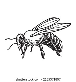 Horned Bee Hand Drawing Detailed Stock Vector (Royalty Free) 2135371807 ...