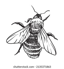 horned bee hand drawing detailed