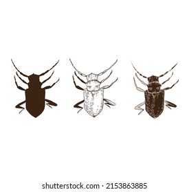 horned beetle. view of the overthrow. manual engraving. illustration.