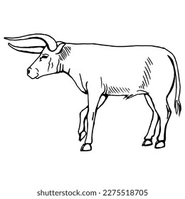 Horned bull on the side. Drawing with black lines, marker. Vector illustration