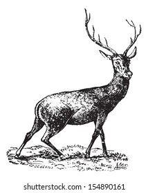 Horned Deer, vintage engraved illustration. Animaux Sauvages et Domestiques - For kids - 1892.