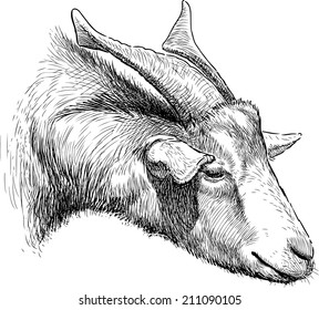 horned goat