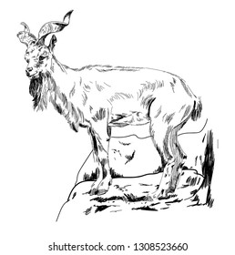 
Horned goat. Mountain goat. Professional drawing in vintage style. Freehand drawing. Drawing with ink, drawing with a pen.