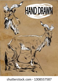 
Horned goat. Mountain goat. Professional drawing in vintage style. Freehand drawing. Drawing with ink, drawing with a pen.